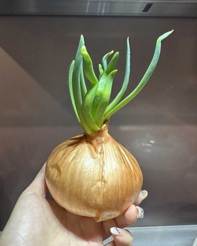 洋蔥發芽了????還能吃嗎？！