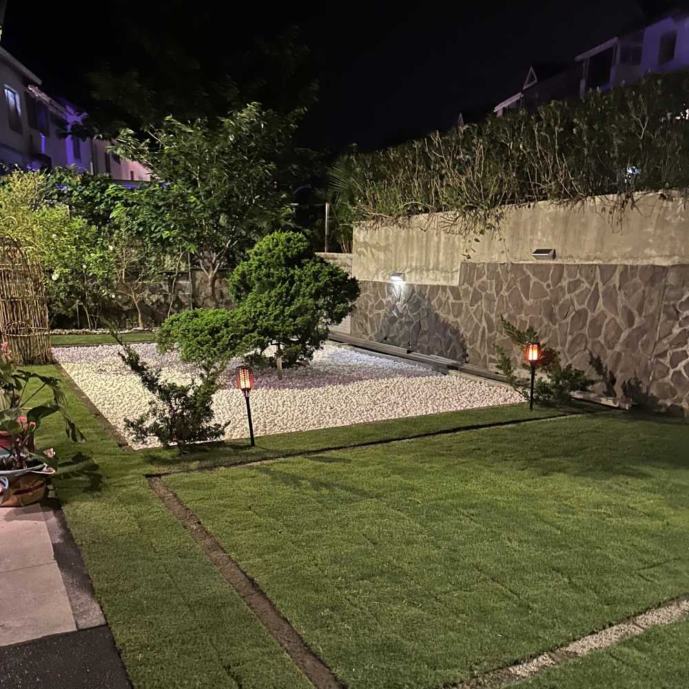 把庭園鋪了草地，要給真柏更好的環境