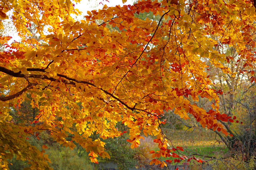 「平民燕窩」助排便又控血糖！秋季養生必吃6食材〖中時新聞網